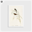 アートポストカード-Spotted-sided Finch
 - オーストラリアの鳥 Postcard.