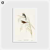 アートポストカード-Spotted-sided Finch
 - オーストラリアの鳥 Postcard.