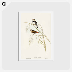 アートポストカード-Spotted-sided Finch
 - オーストラリアの鳥 Postcard.