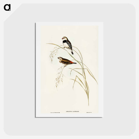 アートポストカード-Spotted-sided Finch
 - オーストラリアの鳥 Postcard.