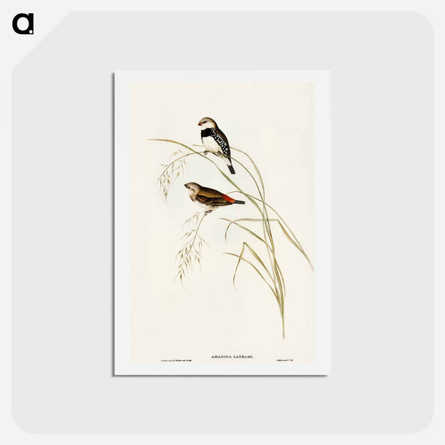 アートポストカード-Spotted-sided Finch
 - オーストラリアの鳥 Postcard.