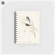 アートメモ帳-Spotted-sided Finch
 - オーストラリアの鳥 Memo.
