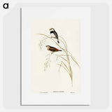 アートポスター-Spotted-sided Finch
 - オーストラリアの鳥 Poster.