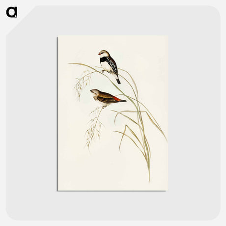 アートポストカード-Spotted-sided Finch
 - オーストラリアの鳥 Postcard.
