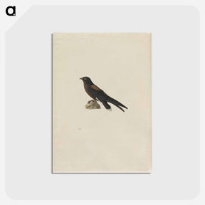アートポストカード-Cleveland Museum of Art
 - クリーブランド美術館 Postcard.