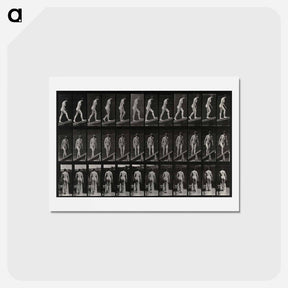アートポストカード-Woman on a Plank
 - エドワード マイブリッジ Postcard.
