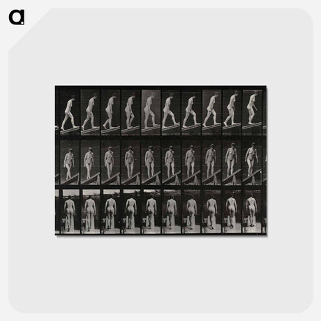 アートポストカード-Woman on a Plank
 - エドワード マイブリッジ Postcard.