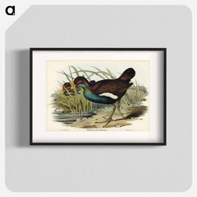 アートポスター-Tasmanian Nativehen
 - ジョン グールド Poster.