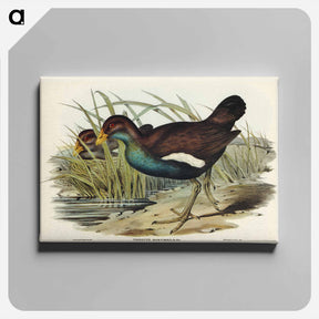 アートパネル-Tasmanian Nativehen
 - ジョン グールド Canvas.