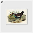 アートポストカード-Tasmanian Nativehen
 - ジョン グールド Postcard.