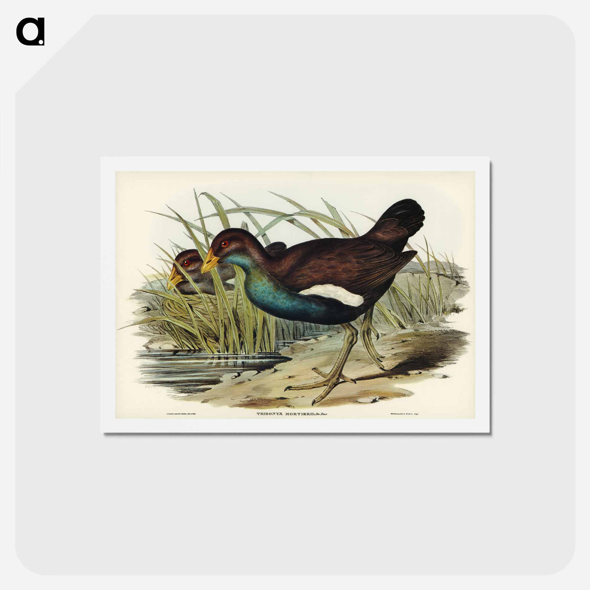 アートポストカード-Tasmanian Nativehen
 - ジョン グールド Postcard.