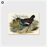 アートポストカード-Tasmanian Nativehen
 - ジョン グールド Postcard.