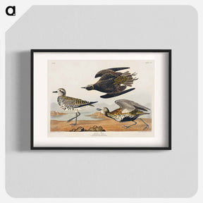 アートポスター-Golden Plover
 - ジョン ジェームス オーデュボン Poster.