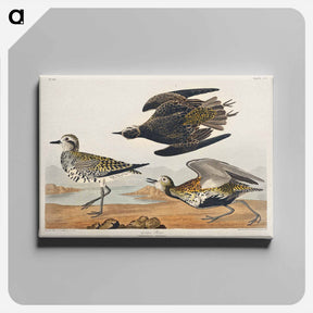アートパネル-Golden Plover
 - ジョン ジェームス オーデュボン Canvas.