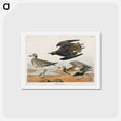 アートポストカード-Golden Plover
 - ジョン ジェームス オーデュボン Postcard.