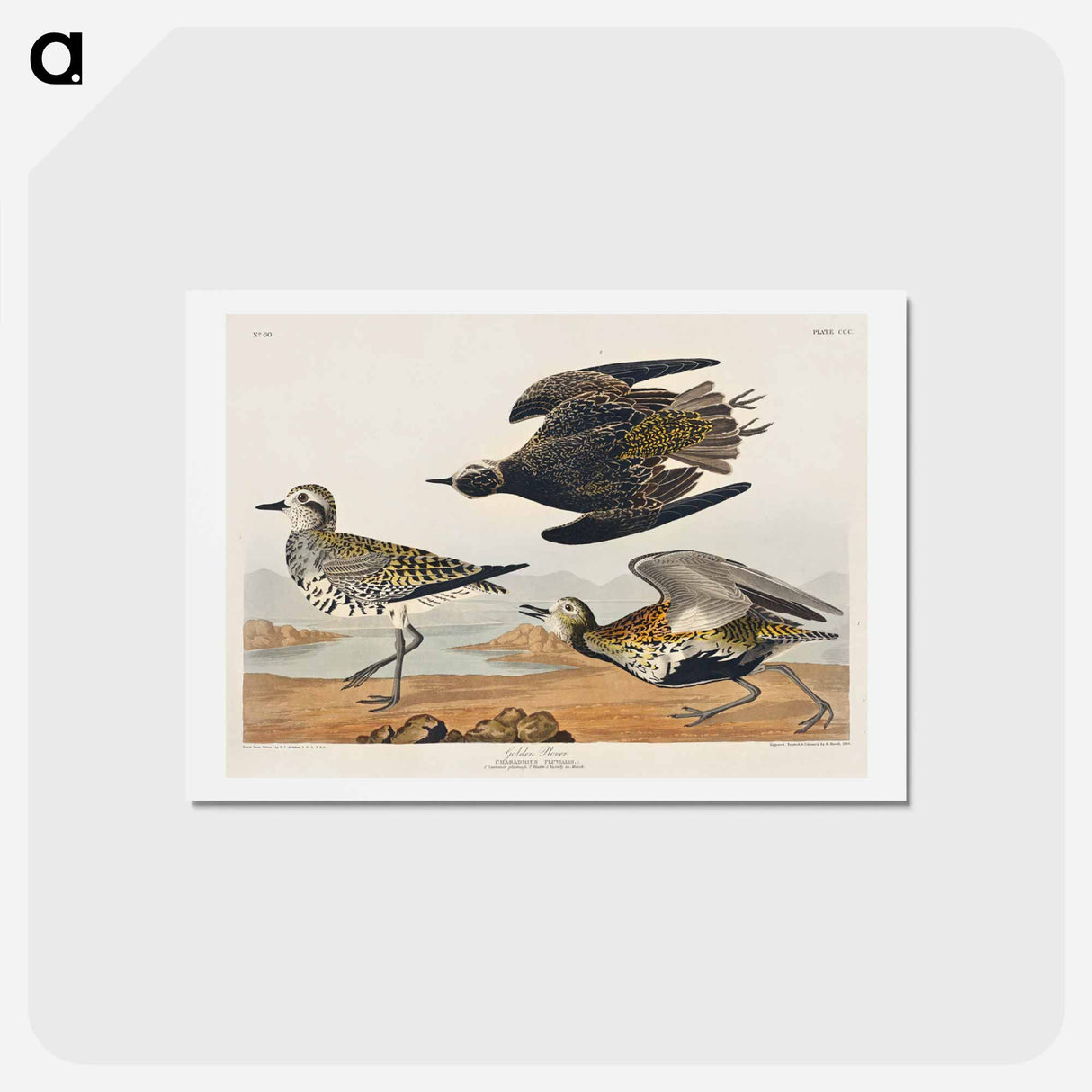 アートポストカード-Golden Plover
 - ジョン ジェームス オーデュボン Postcard.