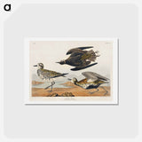 アートポストカード-Golden Plover
 - ジョン ジェームス オーデュボン Postcard.