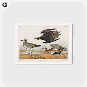 アートポストカード-Golden Plover
 - ジョン ジェームス オーデュボン Postcard.
