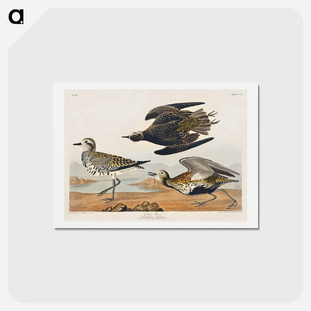 アートポストカード-Golden Plover
 - ジョン ジェームス オーデュボン Postcard.