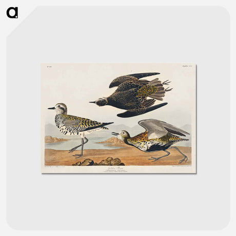アートポストカード-Golden Plover
 - ジョン ジェームス オーデュボン Postcard.