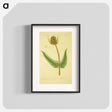 アートポスター-Dipsacus silvestris, labrum veneris
 - 国立医学図書館 Poster.