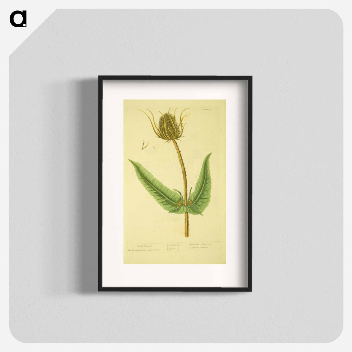 アートポスター-Dipsacus silvestris, labrum veneris
 - 国立医学図書館 Poster.