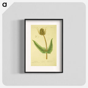 アートポスター-Dipsacus silvestris, labrum veneris
 - 国立医学図書館 Poster.