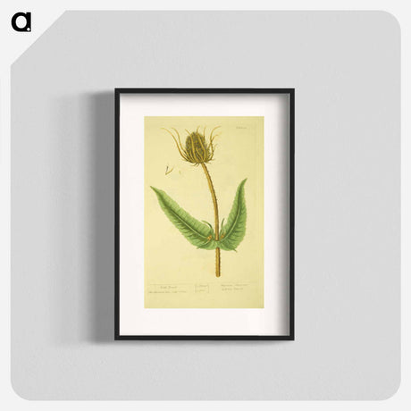 アートポスター-Dipsacus silvestris, labrum veneris
 - 国立医学図書館 Poster.