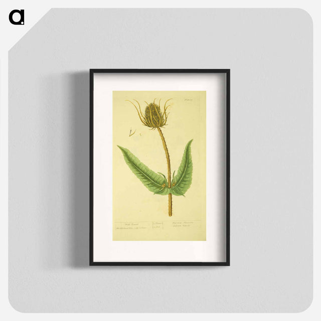 アートポスター-Dipsacus silvestris, labrum veneris
 - 国立医学図書館 Poster.