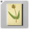 アートパネル-Dipsacus silvestris, labrum veneris
 - 国立医学図書館 Canvas.