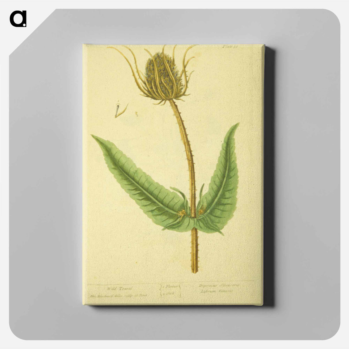 アートパネル-Dipsacus silvestris, labrum veneris
 - 国立医学図書館 Canvas.