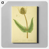 アートパネル-Dipsacus silvestris, labrum veneris
 - 国立医学図書館 Canvas.