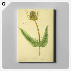 アートパネル-Dipsacus silvestris, labrum veneris
 - 国立医学図書館 Canvas.