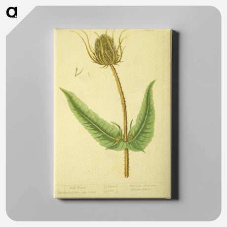 アートパネル-Dipsacus silvestris, labrum veneris
 - 国立医学図書館 Canvas.