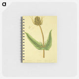 アートメモ帳-Dipsacus silvestris, labrum veneris
 - 国立医学図書館 Memo.
