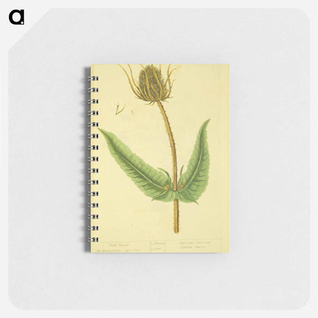 アートメモ帳-Dipsacus silvestris, labrum veneris
 - 国立医学図書館 Memo.