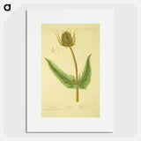 アートポスター-Dipsacus silvestris, labrum veneris
 - 国立医学図書館 Poster.