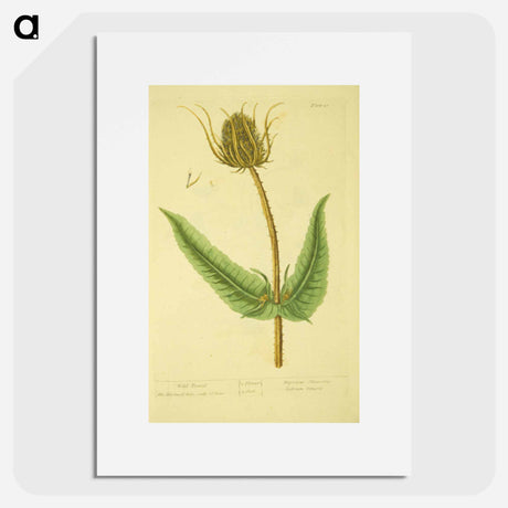 アートポスター-Dipsacus silvestris, labrum veneris
 - 国立医学図書館 Poster.