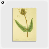 アートポストカード-Dipsacus silvestris, labrum veneris
 - 国立医学図書館 Postcard.