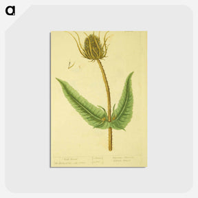 アートポストカード-Dipsacus silvestris, labrum veneris
 - 国立医学図書館 Postcard.