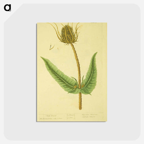 アートポストカード-Dipsacus silvestris, labrum veneris
 - 国立医学図書館 Postcard.