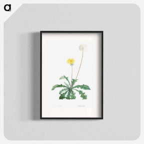 アートポスター-Dandelion - ピエール ジョゼフ ルドゥーテ Poster.