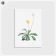 アートポストカード-Dandelion - ピエール ジョゼフ ルドゥーテ Postcard.