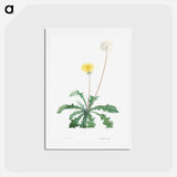 アートポストカード-Dandelion - ピエール ジョゼフ ルドゥーテ Postcard.