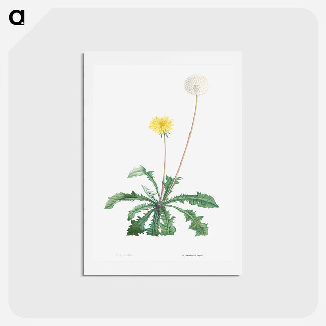アートポストカード-Dandelion - ピエール ジョゼフ ルドゥーテ Postcard.