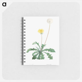 アートメモ帳-Dandelion - ピエール ジョゼフ ルドゥーテ Memo.