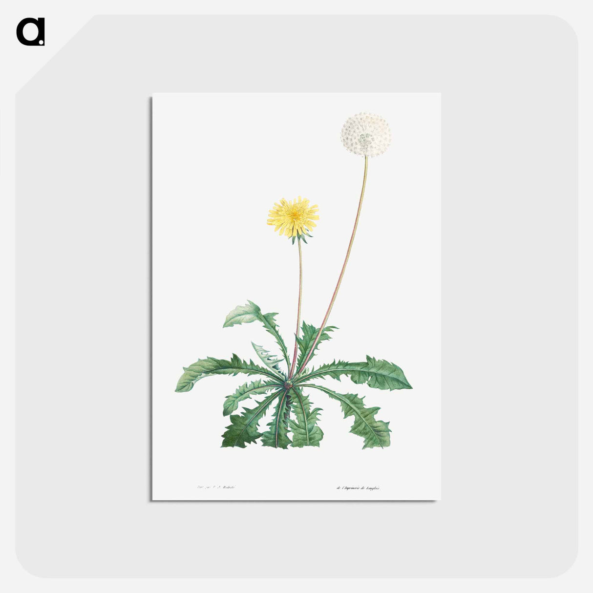 アートポストカード-Dandelion - ピエール ジョゼフ ルドゥーテ Postcard.