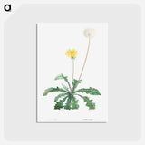 アートポストカード-Dandelion - ピエール ジョゼフ ルドゥーテ Postcard.