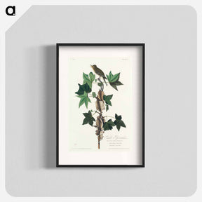 アートポスター-Traill's Flycatcher from Birds of America
 - アメリカの鳥たち Poster.