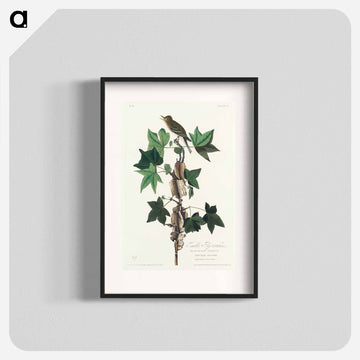 Traill's Flycatcher from Birds of America
 - アメリカの鳥たち Poster.